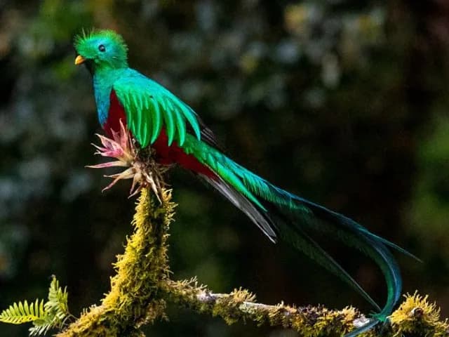 Resplendent-Quetzal-Bird.jpg