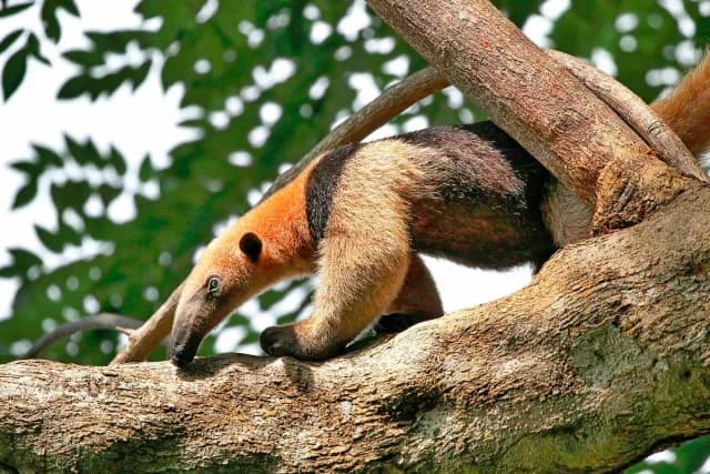 Tamandua anteater inspecting a branch on a tree