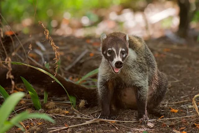 Coati smiling for the camera while it sits on a trail in the rainforest