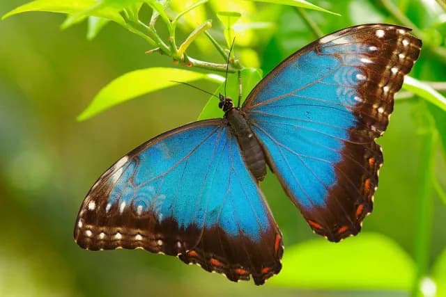 Close up of striking blue morpho butterfly