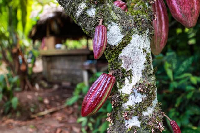 cultral-tour-caribbean-chocolate-tree.jpg