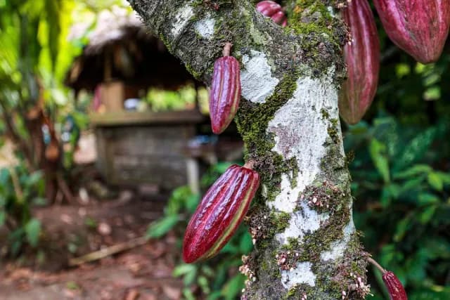 Cacao and cacao tree in Talamanca 