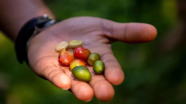 Close up of coffee beans right after picking