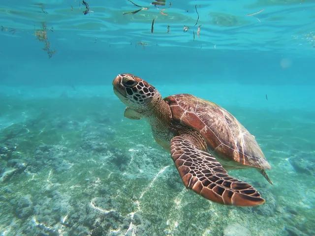 Green sea turtle swimming underwater