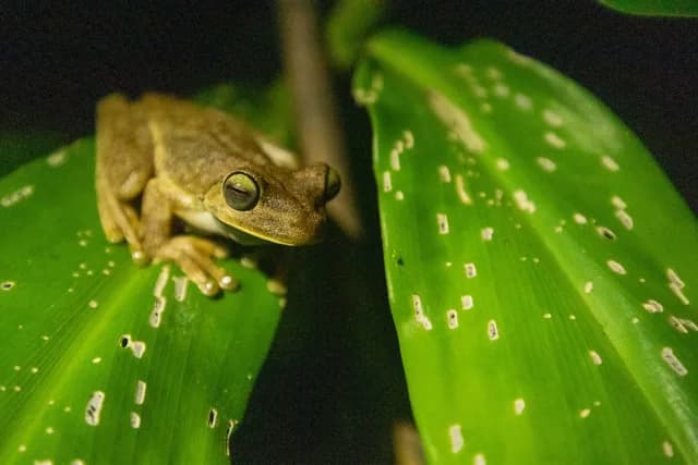 guided-nature-hike-at-night-up-side-down-frog-frontal-close-up-costa-rica.jpg