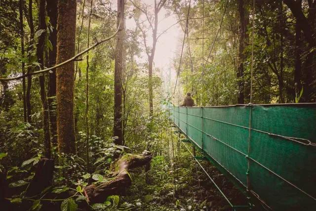 Traveler crossing hanging bridges and admiring trees 