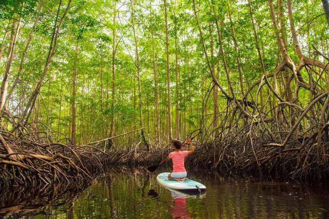 Visitor exploring mangrove through stand-up paddling