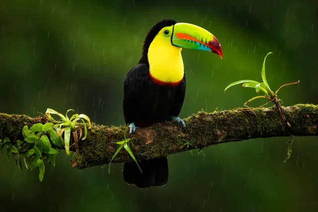 mountain-paradise-toucan-close-up-arenal.jpg