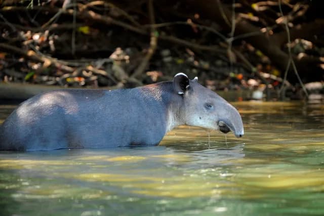 Tapir lounging and eating vegetation in a river stream