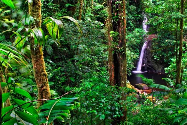 Green forest with waterfall in Costa Rica's mountains
