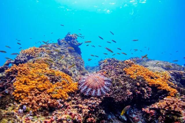 Close up of a coral reef with a vibrant variety of life in it