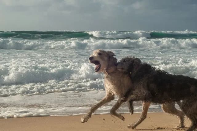 Two dogs running at the beach