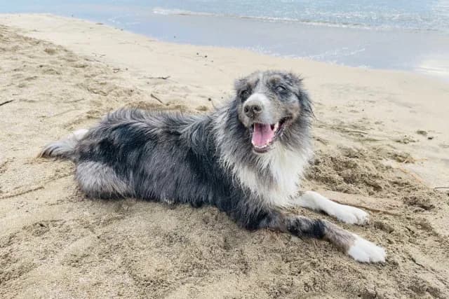 Dog happily resting on the sand at the beach