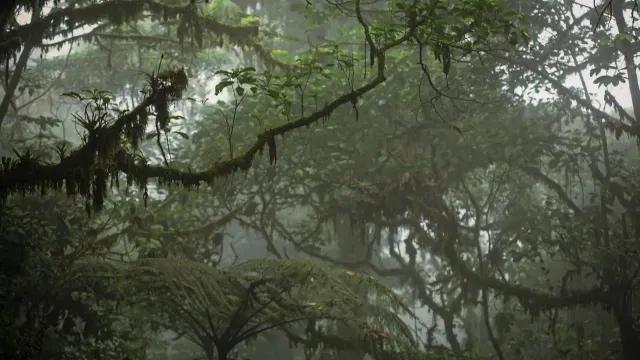 Clouded forest during a rainy afternoon