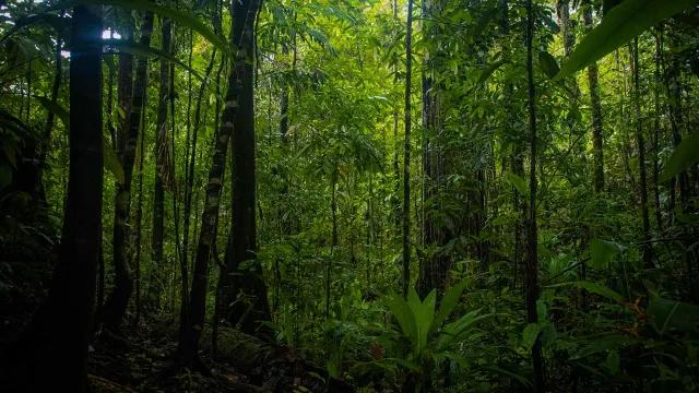 Deeply green rainforest during a partially clouded day