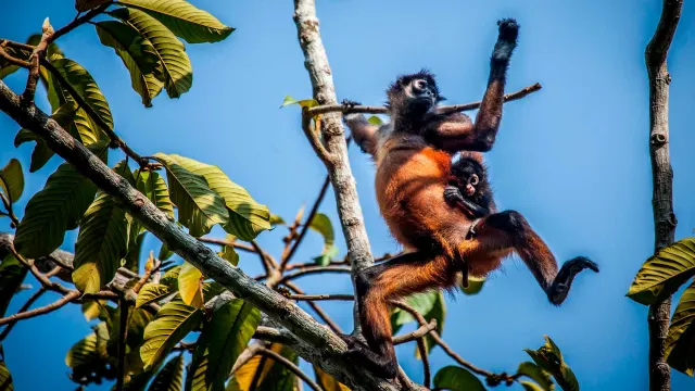 Spider monkey carrying baby while they look for food on a tree